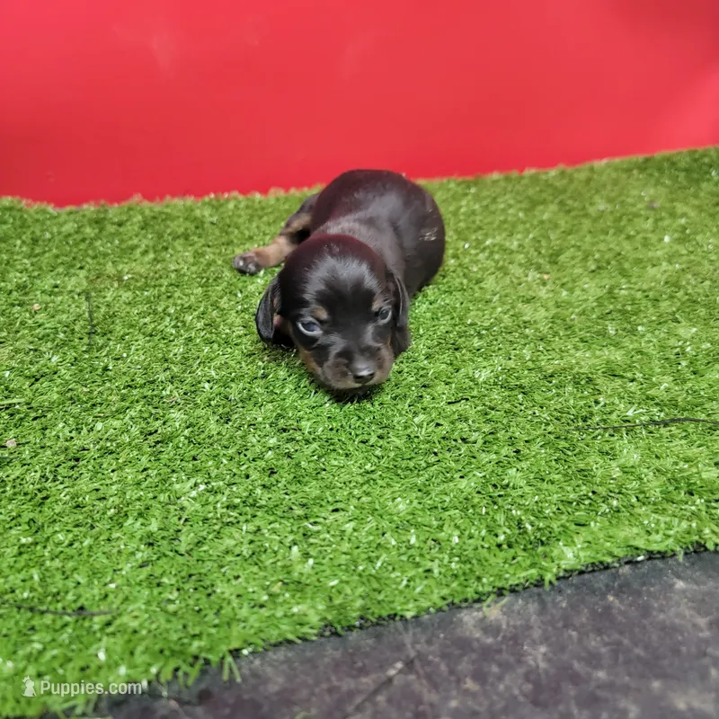 Black-and-tan longhair female  – Miniature Dachshund puppy for sale in Walnut Grove, MS