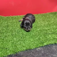 Black-and-tan longhair female , a female Miniature Dachshund for sale in Walnut Grove, MS – 1 of 7