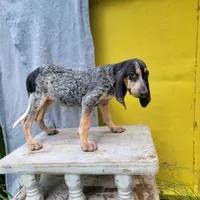 Female 2, a female Bluetick Coonhound for sale in Walnut Grove, MS – 5 of 5