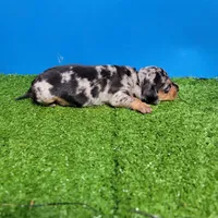 Silver dapple male 2, a male Miniature Dachshund for sale in Walnut Grove, MS – 8 of 10
