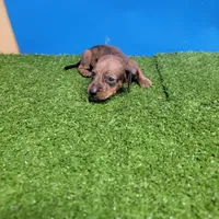 Brown male 1, a male Miniature Dachshund for sale in Walnut Grove, MS – 4 of 7