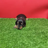 Black and tan female 1, a female Miniature Dachshund for sale in Walnut Grove, MS – 3 of 8