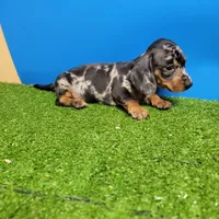 Silver Dapple male 1, a male Miniature Dachshund for sale in Walnut Grove, MS – 7 of 7