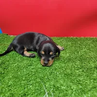Black and tan female 1, a female Miniature Dachshund for sale in Walnut Grove, MS – 2 of 8