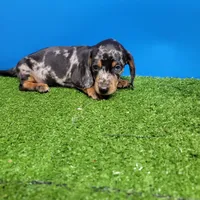 Silver Dapple male 1, a male Miniature Dachshund for sale in Walnut Grove, MS – 3 of 7