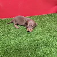 Chocolate and tan female , a female Miniature Dachshund for sale in Walnut Grove, MS – 7 of 8