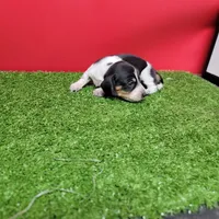 Black and white female , a female Miniature Dachshund for sale in Walnut Grove, MS – 4 of 6
