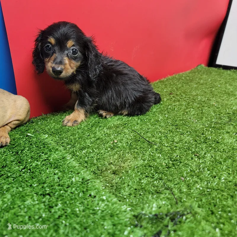Black-and-tan longhair  – Miniature Dachshund puppy for sale in Walnut Grove, MS