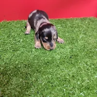 Silver Dapple female 2, a female Miniature Dachshund for sale in Walnut Grove, MS – 7 of 7