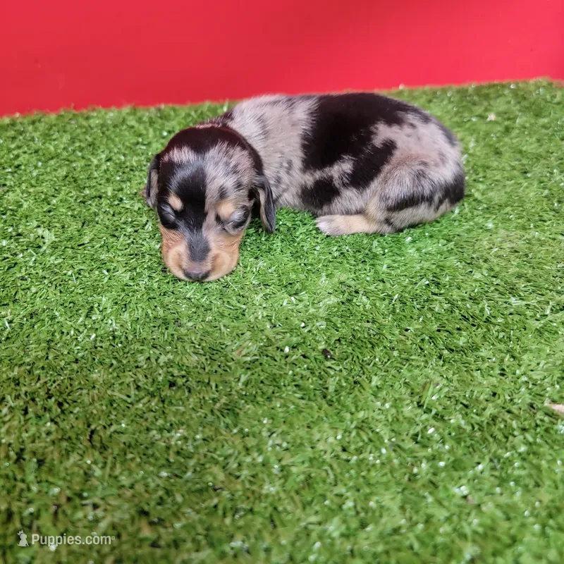 Silver Dapple female 2 – Miniature Dachshund puppy for sale in Walnut Grove, MS