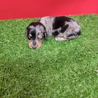 Silver Dapple female 2, a female Miniature Dachshund for sale in Walnut Grove, MS – 1 of 7