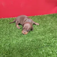 Chocolate and tan female , a female Miniature Dachshund for sale in Walnut Grove, MS – 3 of 8