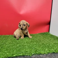 Tan female , a female Miniature Dachshund for sale in Walnut Grove, MS – 5 of 9