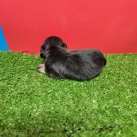 Black-and-tan longhair female , a female Miniature Dachshund for sale in Walnut Grove, MS – 3 of 6