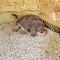 Chocolate and tan female , a female Miniature Dachshund for sale in Walnut Grove, MS – 5 of 6