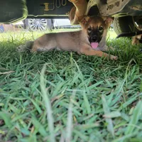 Tan Sable smooth coat male , a female German Shepherd Dog for sale in Walnut Grove, MS – 7 of 7