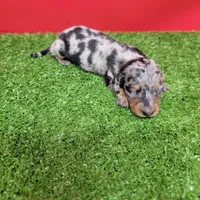 Silver dapple female 3, a female Miniature Dachshund for sale in Walnut Grove, MS – 9 of 9