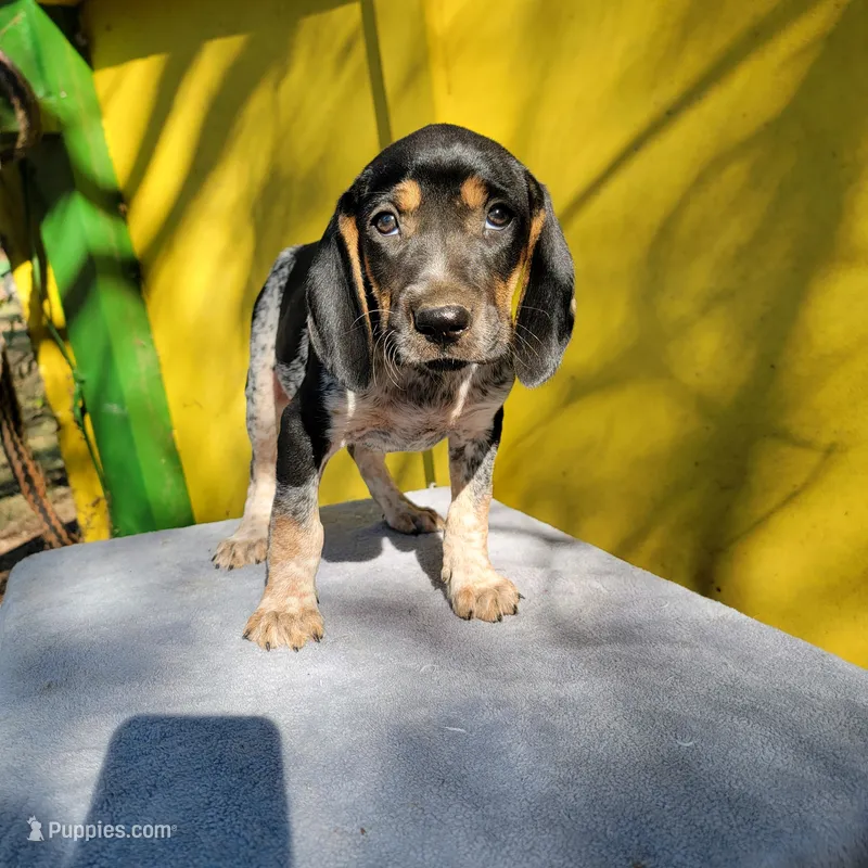 BLUETICK MALE 1 – Bluetick Coonhound puppy for sale in Walnut Grove, MS