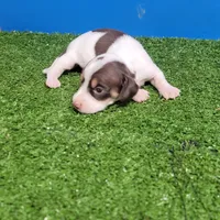 Chocolate and white male , a male Miniature Dachshund for sale in Walnut Grove, MS – 9 of 10