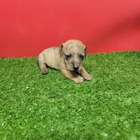 Brown female , a female Miniature Dachshund for sale in Walnut Grove, MS – 3 of 6