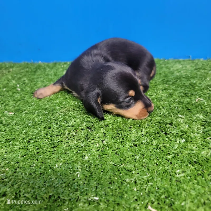 Black and tan male  – Miniature Dachshund puppy for sale in Walnut Grove, MS