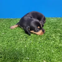 Black and tan male , a male Miniature Dachshund for sale in Walnut Grove, MS – Photo 1 of 6