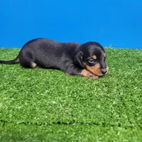 Black and tan male , a male Miniature Dachshund for sale in Walnut Grove, MS – Photo 2 of 6