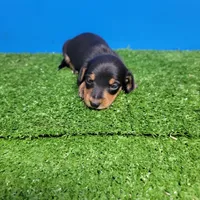 Black and tan male , a male Miniature Dachshund for sale in Walnut Grove, MS – Photo 5 of 6