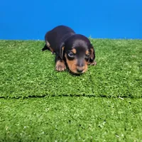 Black and tan male , a male Miniature Dachshund for sale in Walnut Grove, MS – Photo 3 of 6