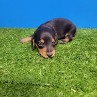 Black and tan male , a male Miniature Dachshund for sale in Walnut Grove, MS – Photo 4 of 6