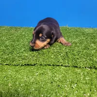 Black and tan male , a male Miniature Dachshund for sale in Walnut Grove, MS – Photo 6 of 6