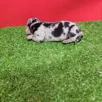 Silver dapple female 3, a female Miniature Dachshund for sale in Walnut Grove, MS – 4 of 9