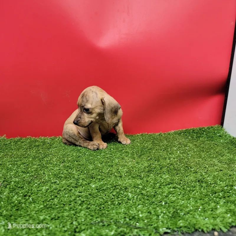 Tan female  – Miniature Dachshund puppy for sale in Walnut Grove, MS