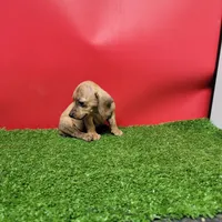 Tan female , a female Miniature Dachshund for sale in Walnut Grove, MS – 1 of 9