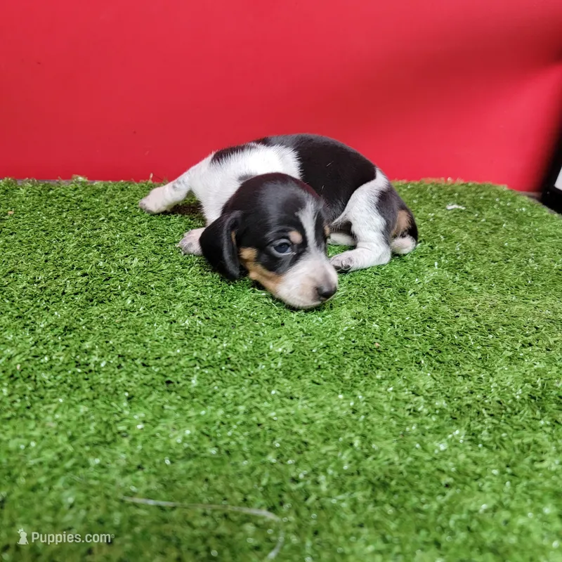 Black and white female  – Miniature Dachshund puppy for sale in Walnut Grove, MS