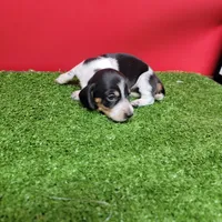 Black and white female , a female Miniature Dachshund for sale in Walnut Grove, MS – 1 of 6