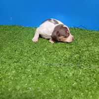 Chocolate and white male 2, a male Miniature Dachshund for sale in Walnut Grove, MS – 7 of 9