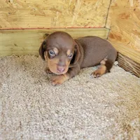Chocolate and tan female , a female Miniature Dachshund for sale in Walnut Grove, MS – 4 of 6