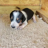 Black and white male , a male Miniature Dachshund for sale in Walnut Grove, MS – 7 of 7