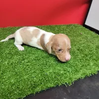 White and tan female , a male Miniature Dachshund for sale in Walnut Grove, MS – 2 of 9