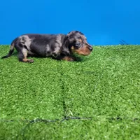 Silver dapple male 2, a male Miniature Dachshund for sale in Walnut Grove, MS – 7 of 7