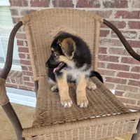 Black-and-tan smooth coat male 1, a male German Shepherd Dog for sale in Walnut Grove, MS – 7 of 8