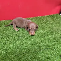 Chocolate and tan female , a female Miniature Dachshund for sale in Walnut Grove, MS – 8 of 8