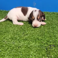 Chocolate and white male , a male Miniature Dachshund for sale in Walnut Grove, MS – 7 of 10