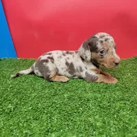 Handsome , a male Miniature Dachshund for sale in Walnut Grove, MS – 2 of 6