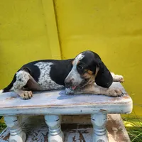 Male 1, a male Bluetick Coonhound for sale in Walnut Grove, MS – 6 of 7