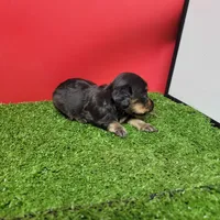 Black-and-tan longhair female , a female Miniature Dachshund for sale in Walnut Grove, MS – 2 of 6