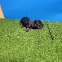 Black and tan male 1, a male Miniature Dachshund for sale in Walnut Grove, MS – 2 of 7