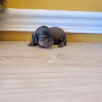 Longhair 1, a male Miniature Dachshund for sale in Walnut Grove, MS – Photo 2 of 7