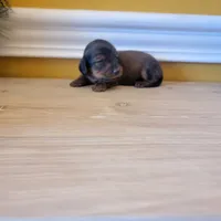 Longhair 1, a male Miniature Dachshund for sale in Walnut Grove, MS – Photo 5 of 7